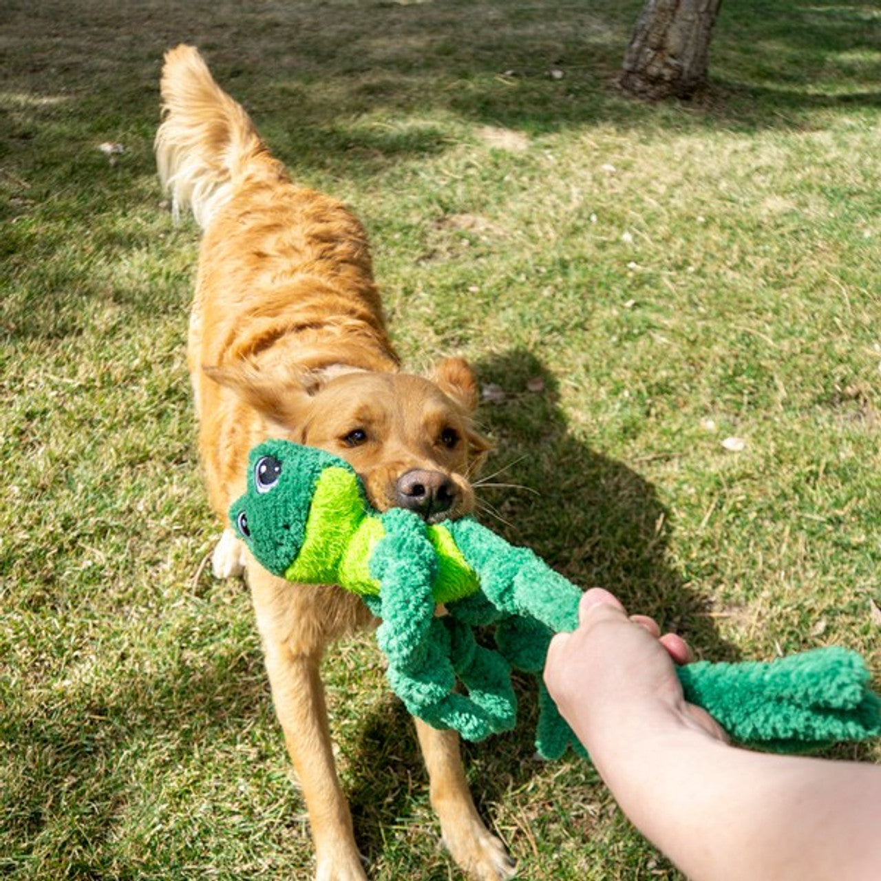 KONG Knots Frog Large/Extra Large