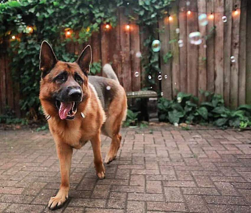 Meaty Bubbles Roast Chicken