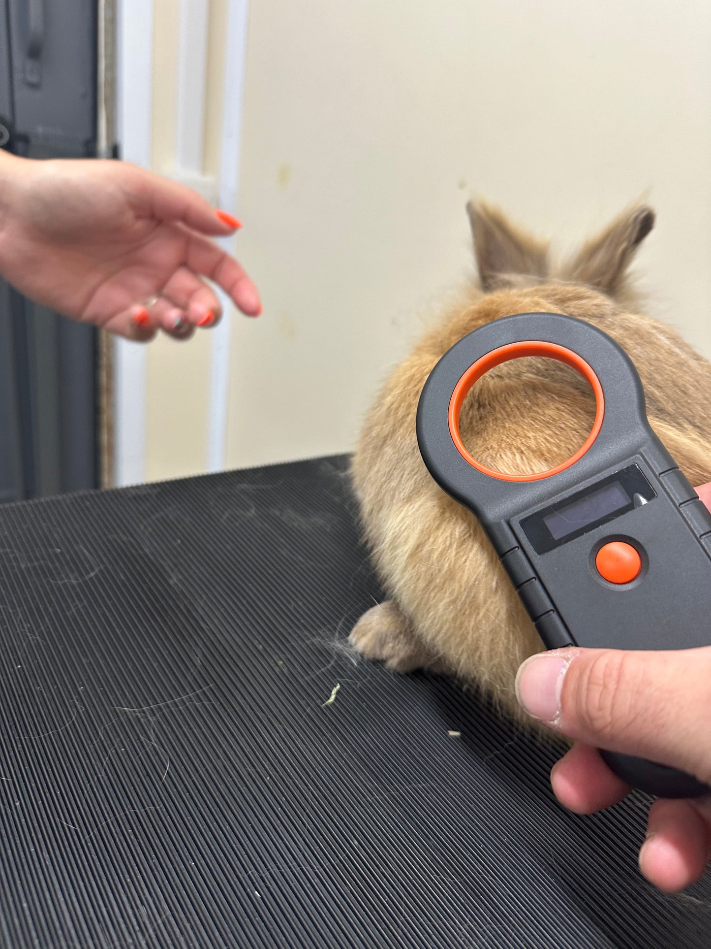 Microchipping (dogs, cats, rabbits, ferrets)