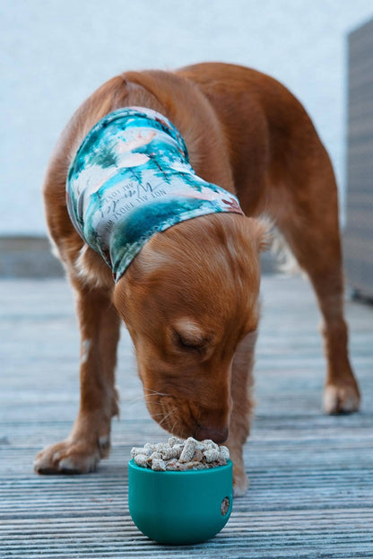 Food Dispenser & Slow Feeder Ice & Spruce Green