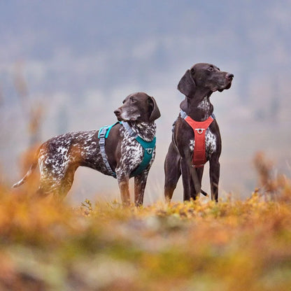 Hurtta Rover Harness Peacock Harness