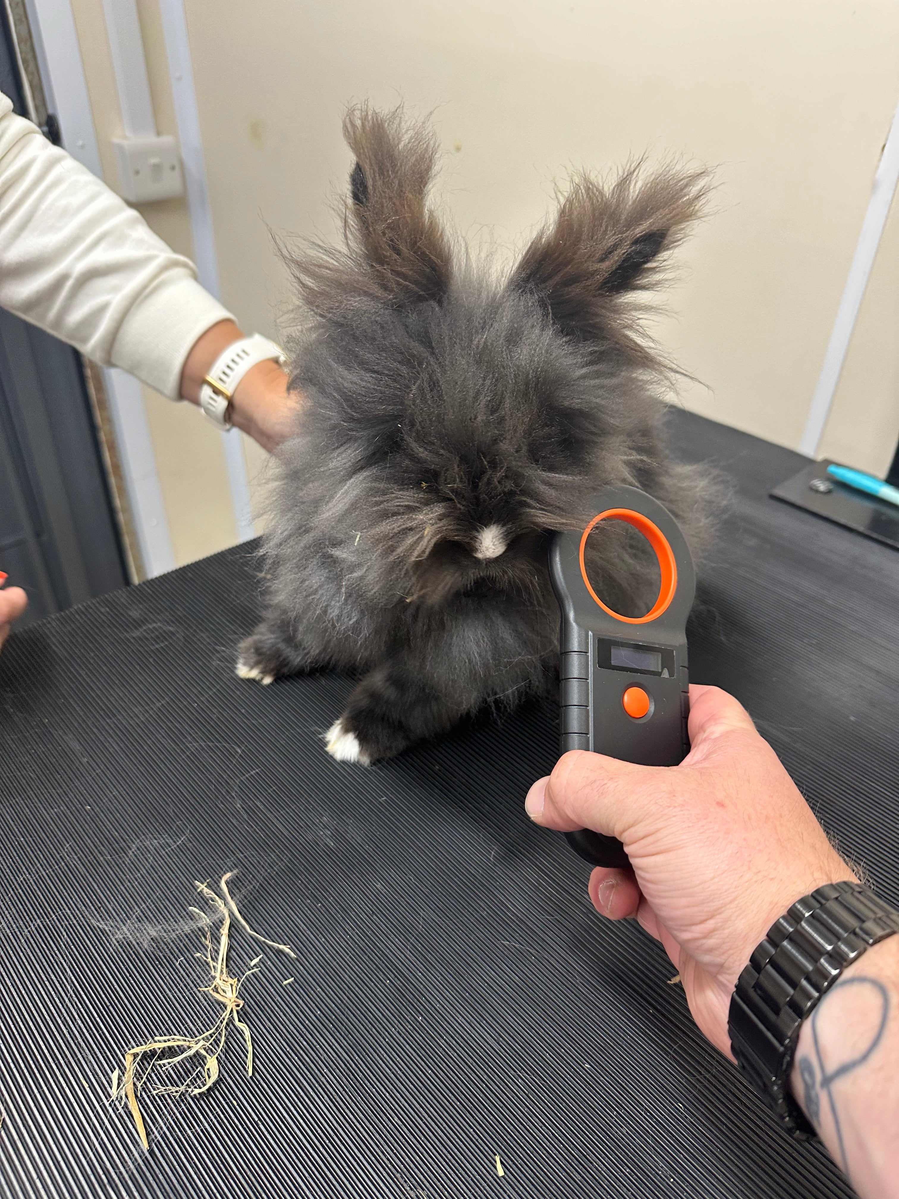 Microchipping (dogs, cats, rabbits, ferrets)