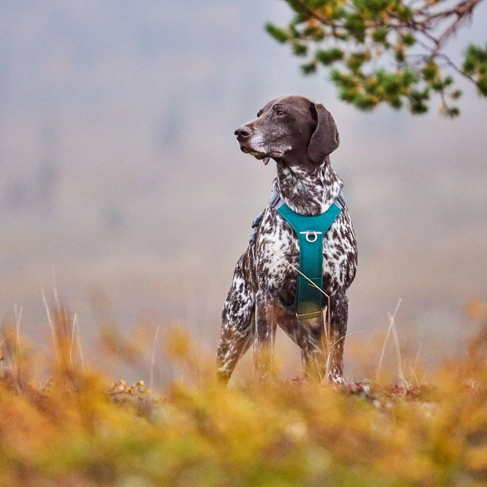 Hurtta Rover Harness Peacock Harness