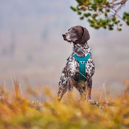 Hurtta Rover Harness Peacock Harness