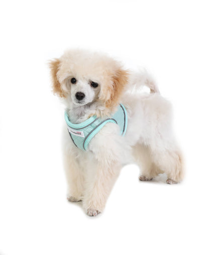 Dinky Dog Snappy Harness: Blue Cord / 2