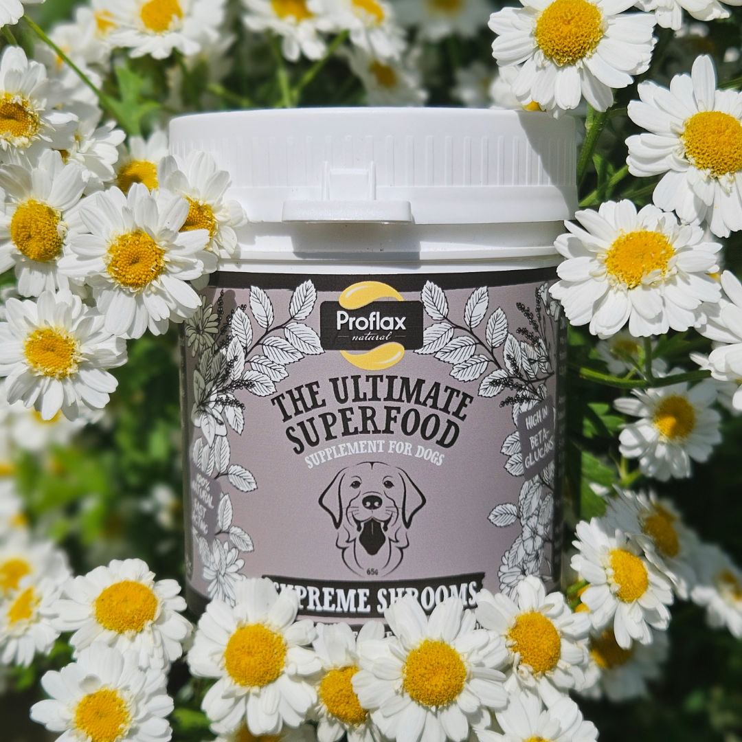 Proflax Immune Support for Dogs - Supreme Shrooms