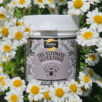 Proflax Immune Support for Dogs - Supreme Shrooms