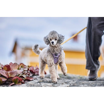 Small dog on a leash with a blurred background