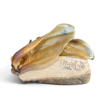 tillys cow ear 