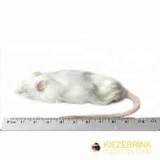 Jumbo Mice (+30g) - Pack of 10