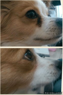 Oculus Prime | For Weepy Eyes & Tear Staining in Dogs