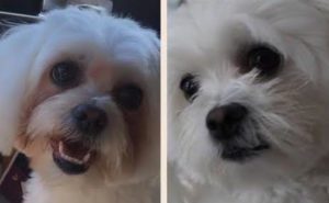 Oculus Prime | For Weepy Eyes & Tear Staining in Dogs