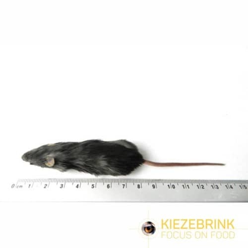 Regular mice 15-22g - Pack of 10