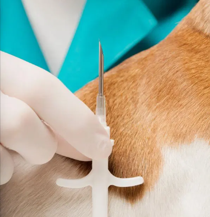 Microchipping (dogs, cats, rabbits, ferrets)