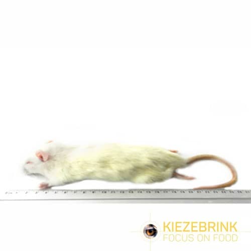 Small Rats (90-150g) - Pack of 5