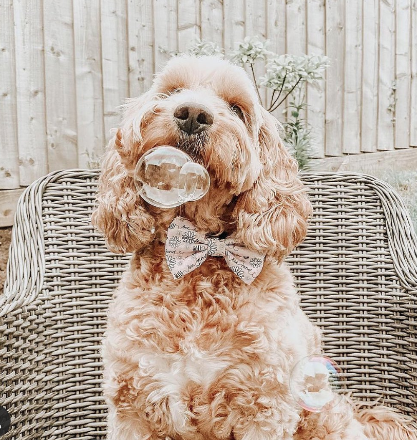 Meaty Bubbles Roast Chicken