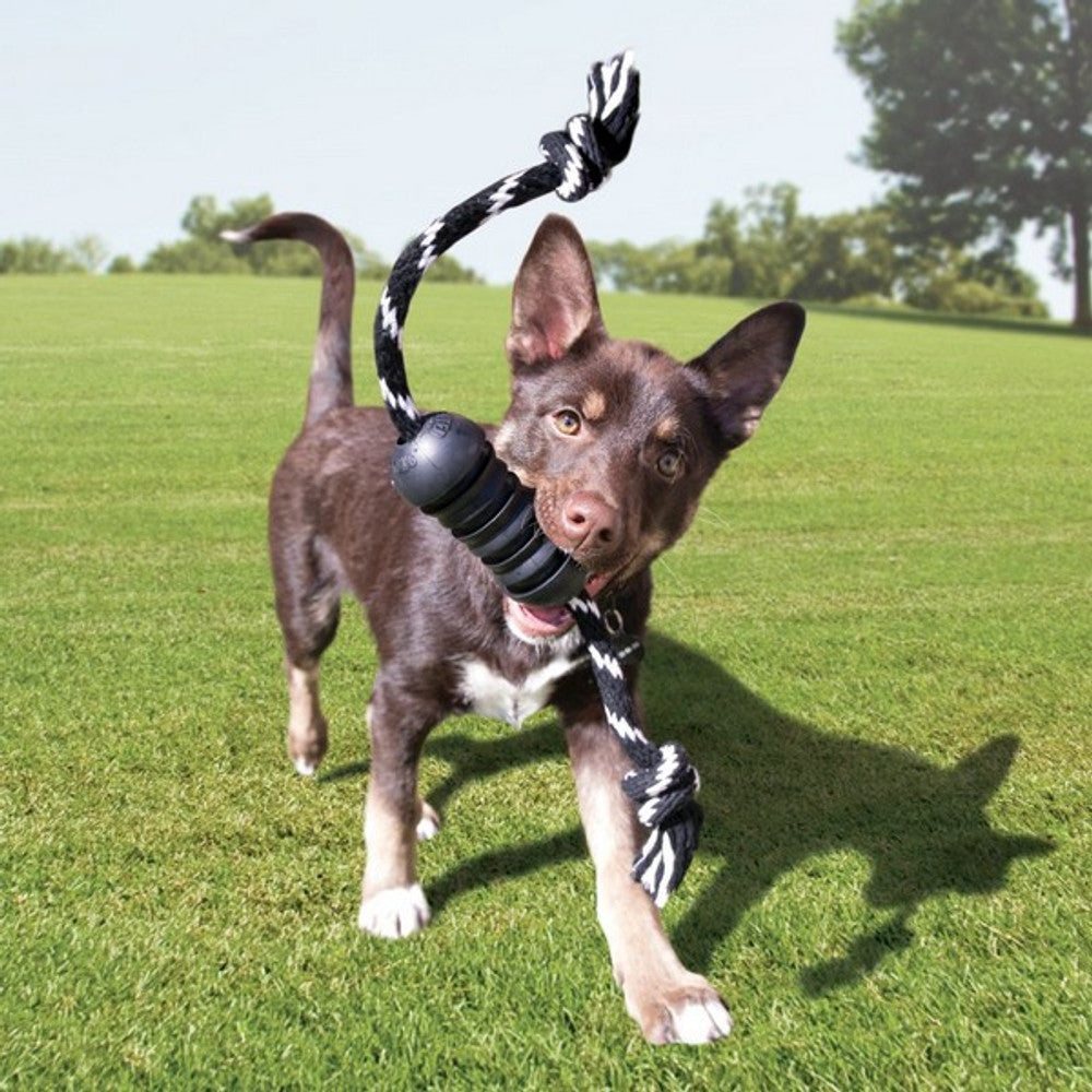 KONG Extreme Dental with Rope Medium