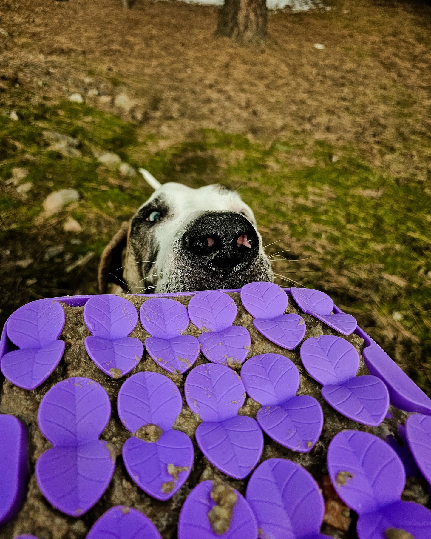 Spunky Pup Lick Pad - Slow Feeder Duos: Petal