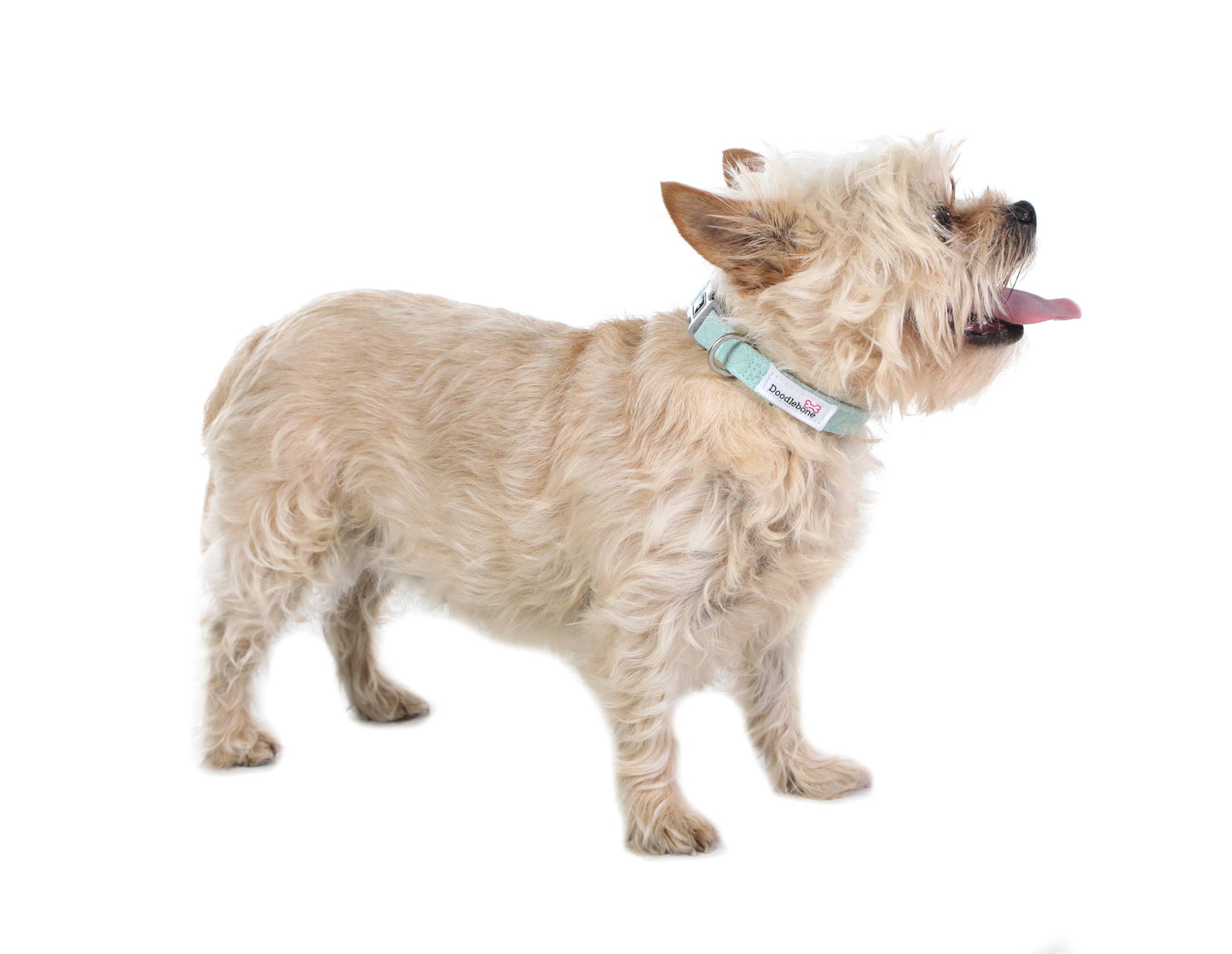 Dinky Dog Collar : Chalky Blue / 0.5-1