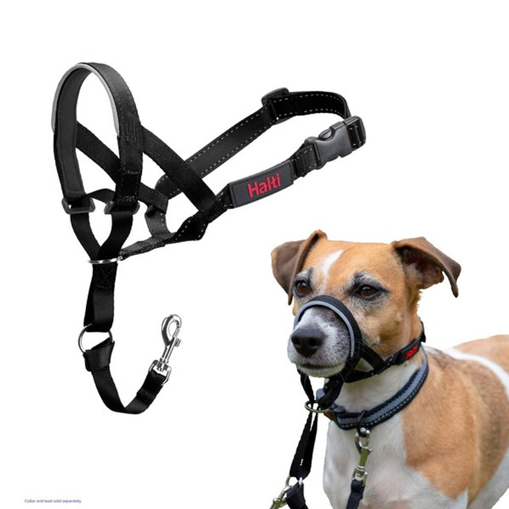 A dog wearing a black Halti headcollar, which is designed to stop dogs pulling. The headcollar is positioned on the dog's nose with straps extending to the back of its head.