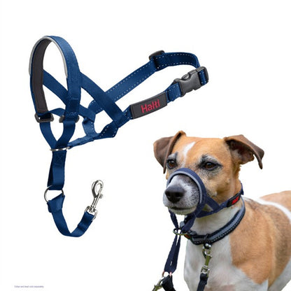 Blue dog head collar with a dog wearing it on a white background