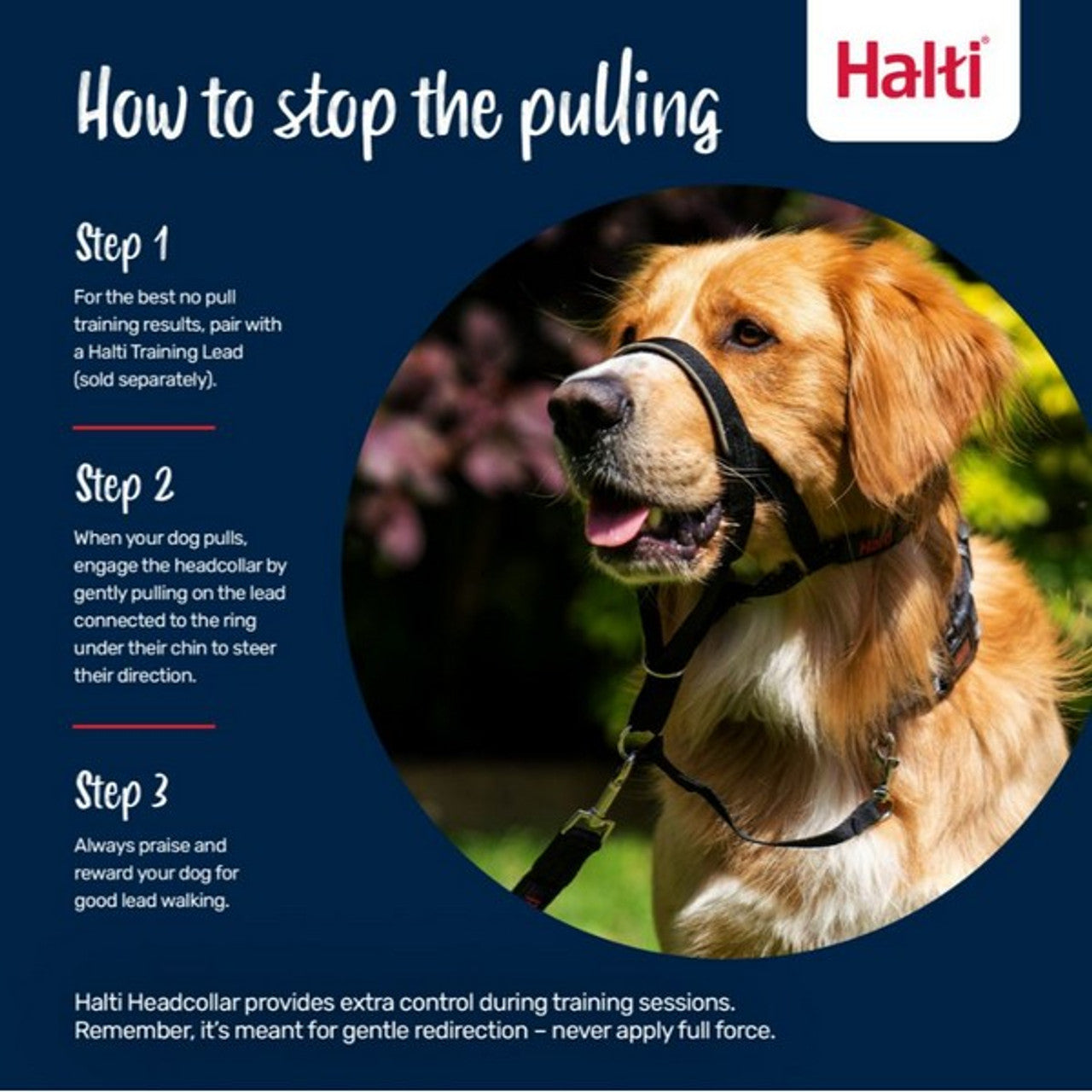 Dog wearing a Halti headcollar with instructions on how to use it on a blue background.