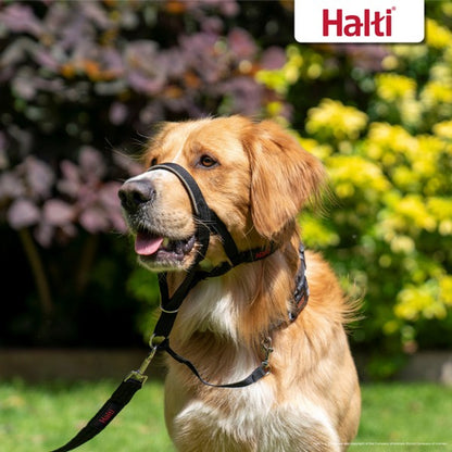 A dog wearing a black Halti headcollar, which is designed to stop dogs pulling. The headcollar is positioned on the dog's nose with straps extending to the back of its head.