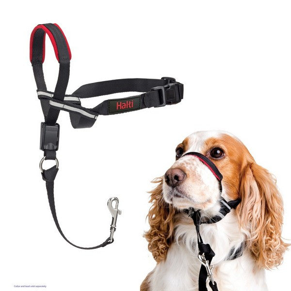Dog wearing a Halti head collar with a leash on a white background