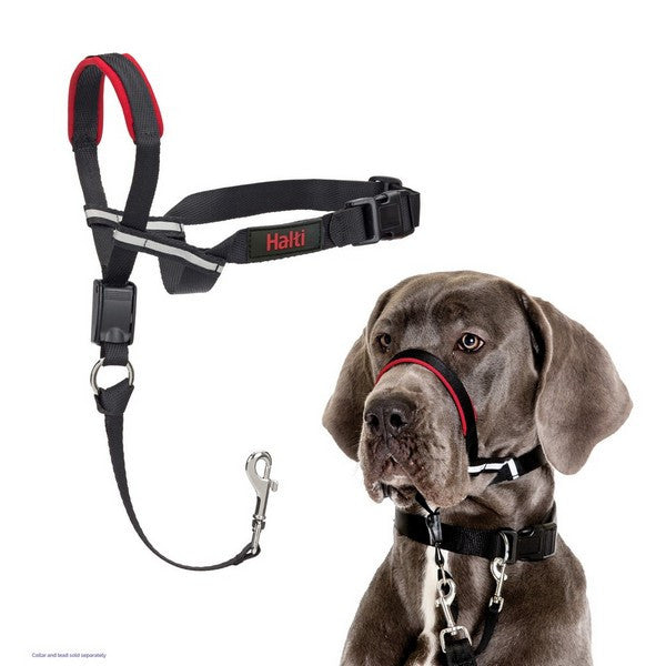 Dog wearing a Halti head collar with a leash on a white background