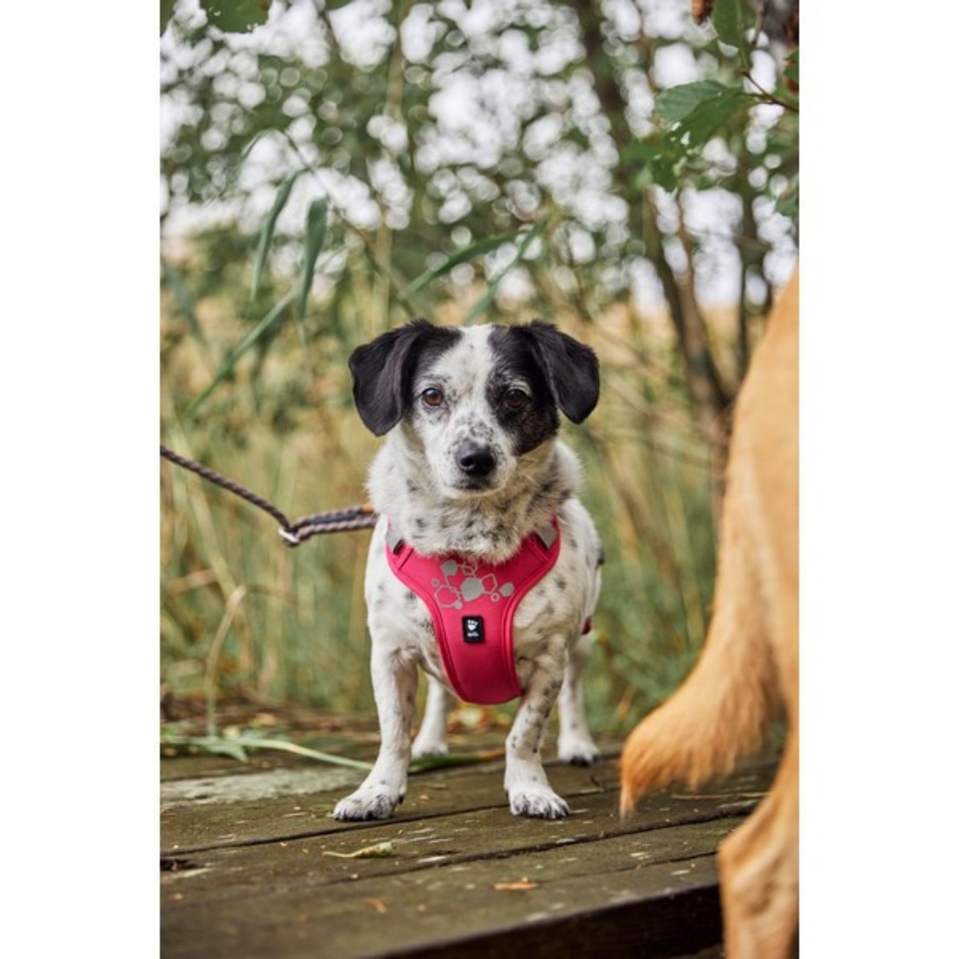 Dog wearing a red harness standing on a wooden platform with a natural background