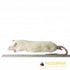 Jumbo Rats (+350g) - Pack of 5