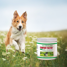 Dog running in a field with a container of Comfort Factor supplement in the foreground.
