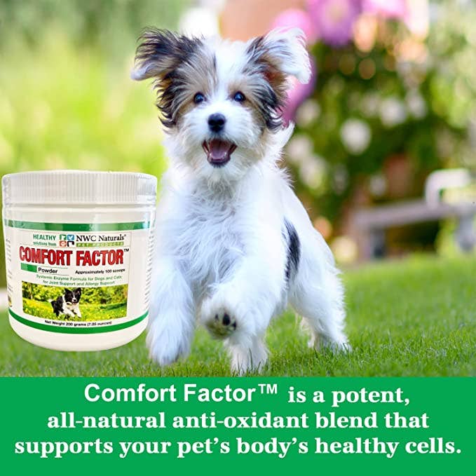 Small dog standing outdoors with a container of NWC Naturals Comfort Factor supplement.