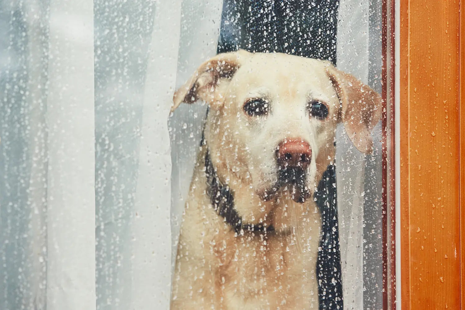 Sad labrador looking through a window on a rainy day