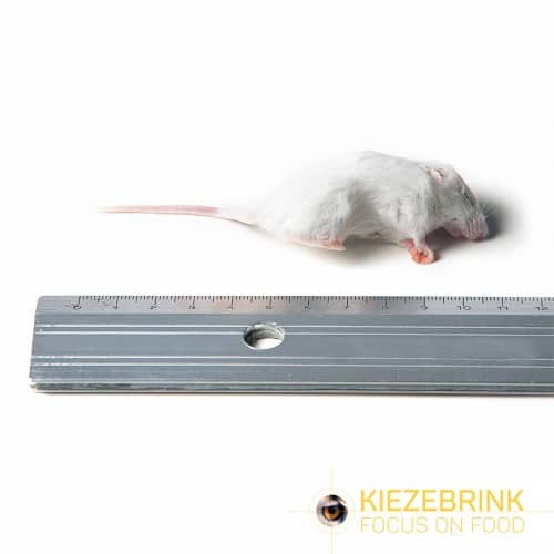 Small Mice (6-15g) - Pack of 10