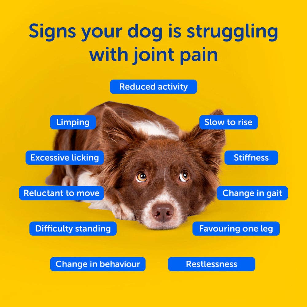 Dog with text on a yellow background about joint pain symptoms