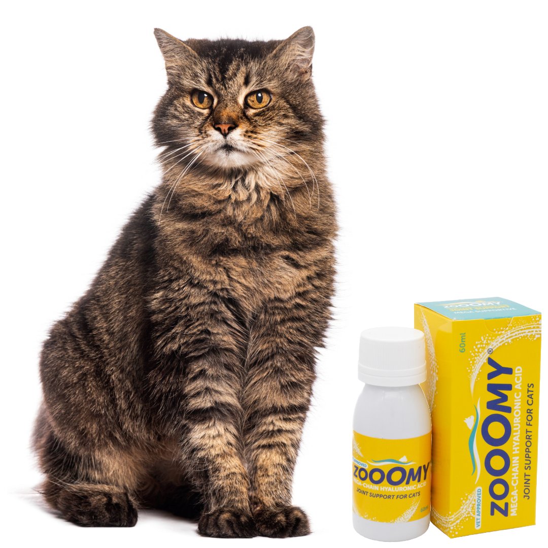 Cat sitting next to a bottle and box of Zoomy Joint Support for Cats on a white background