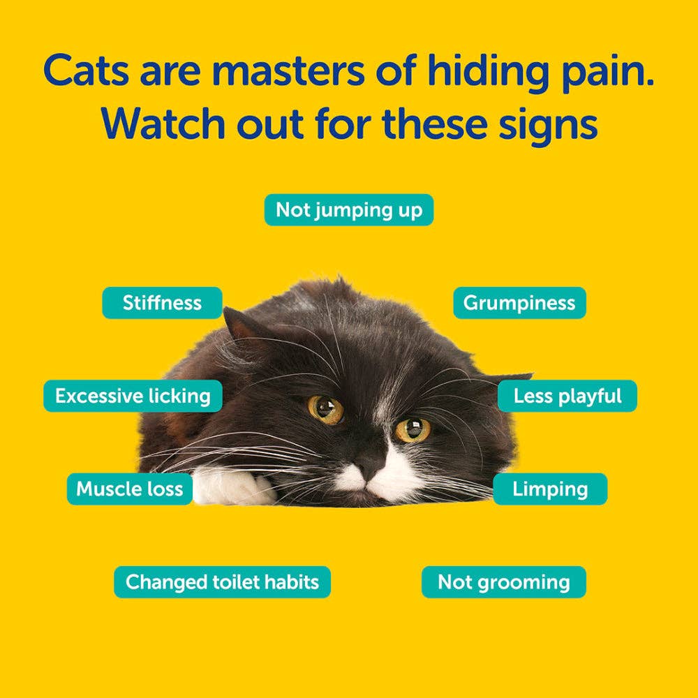 Cat with signs of pain on a yellow background