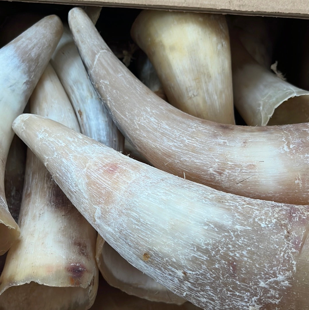 Empty Cow Horn