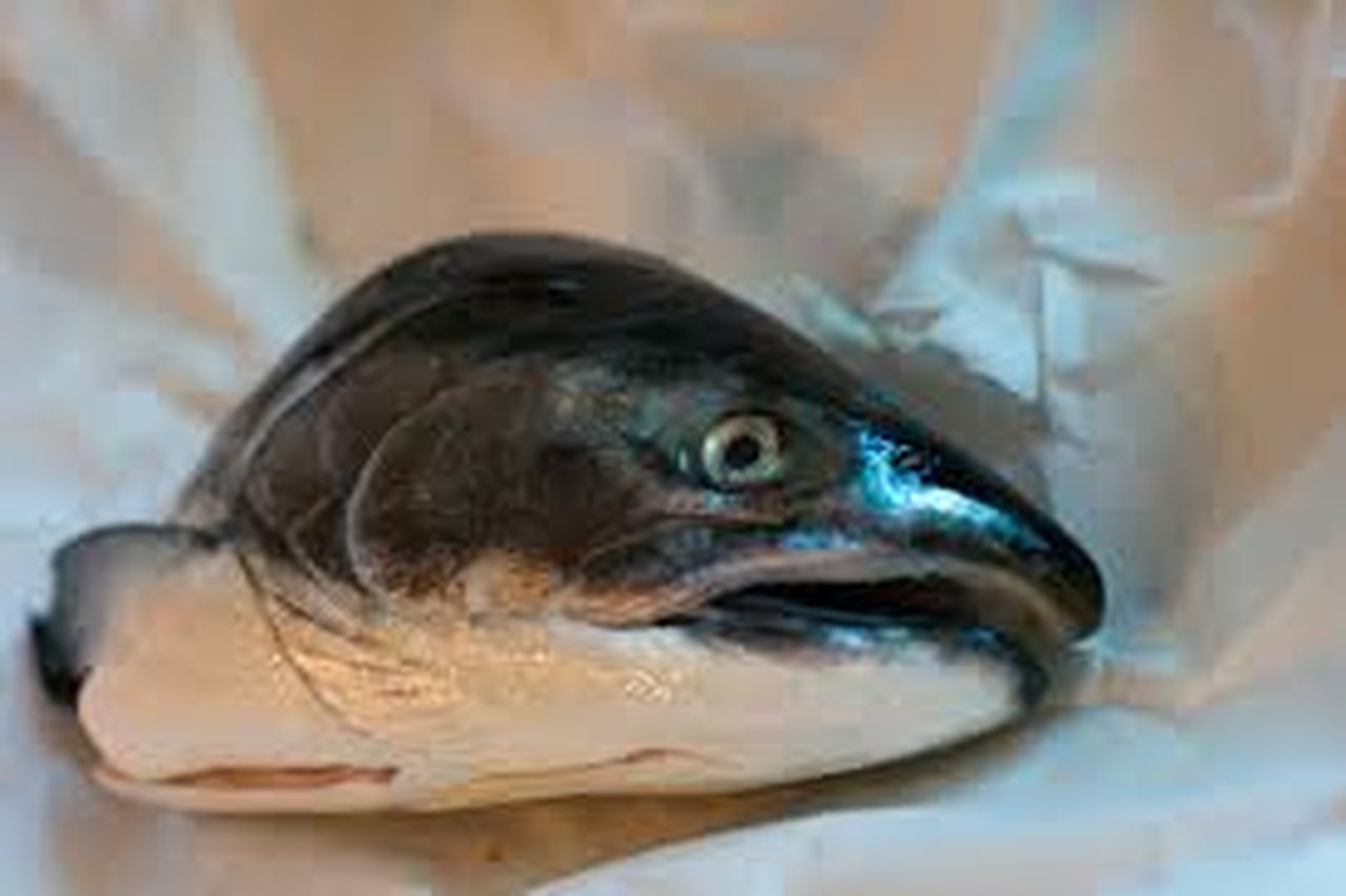 Salmon Head x3