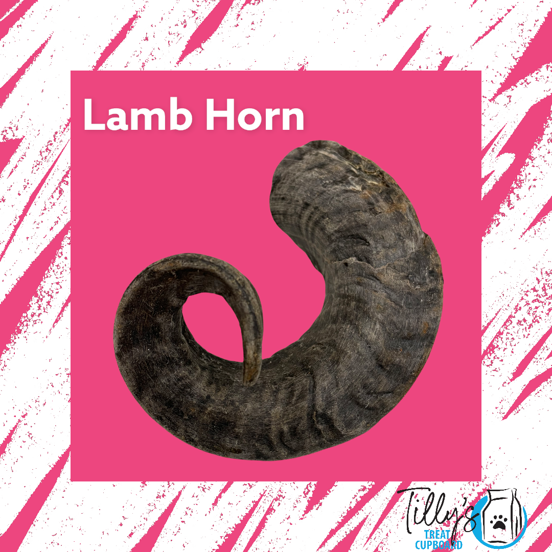 Lamb Horn