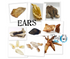 Ear Selection